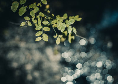 Close-up of leaves against blurred background