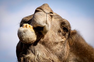 Close-up of a camel against the sky