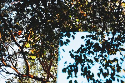 Low angle view of flower tree against clear sky