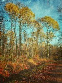 Trees growing in field