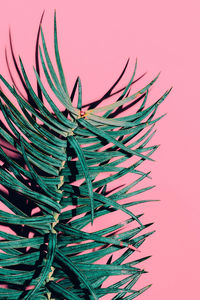 Tropical plant on pink. minimal fashion art