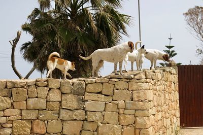 Dogs standing on retaining wall against sky