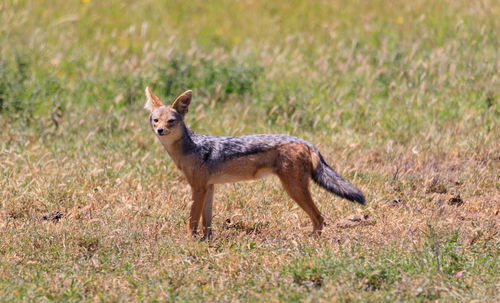 Portrait of fox on field