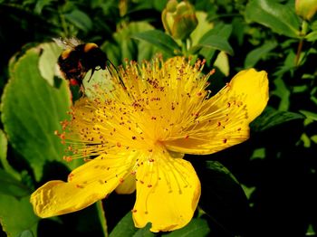 Close-up of yellow flower on plant