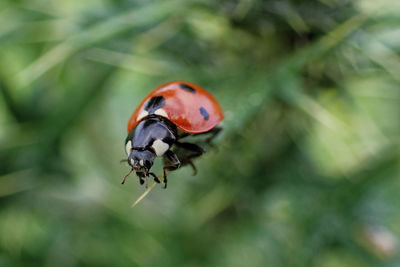 Close-up of ladybug on leaf