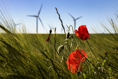 Red poppies in a green field and some windmills in the background
