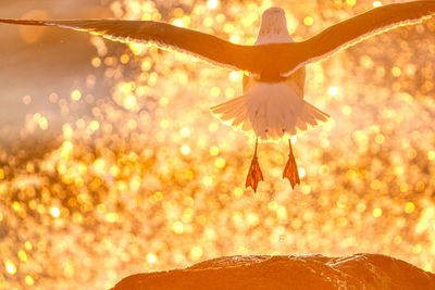 Close-up of bird flying