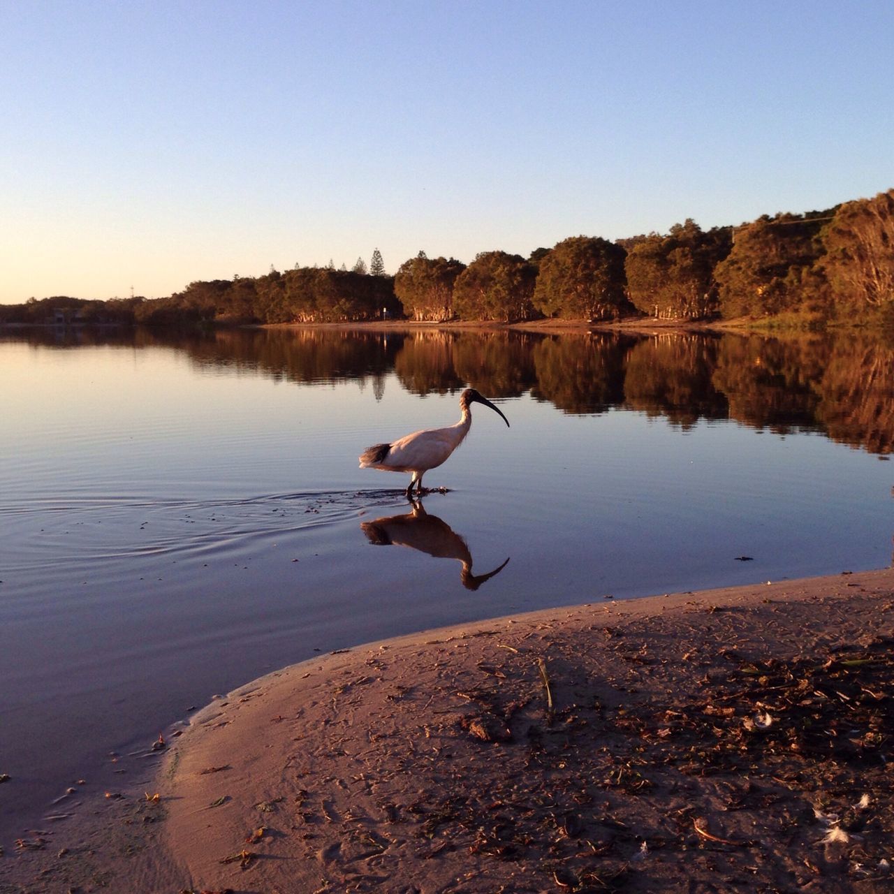 water, bird, animal themes, lake, reflection, wildlife, animals in the wild, clear sky, nature, tranquil scene, tranquility, beauty in nature, tree, one animal, swimming, scenics, swan, copy space, outdoors, lakeshore