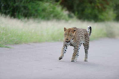 Cat walking on road