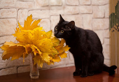 Black cat sitting on yellow flower