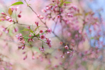 Close-up of pink cherry blossoms in spring