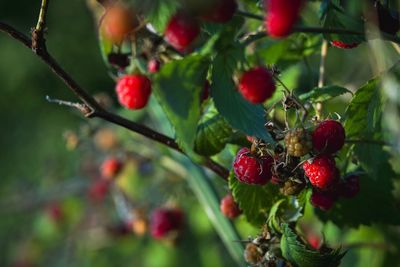 Close-up of cherries on tree