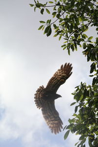 Low angle view of bird flying against sky