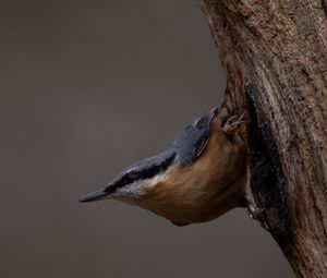 Close-up of a bird