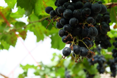 Low angle view of grapes on vine