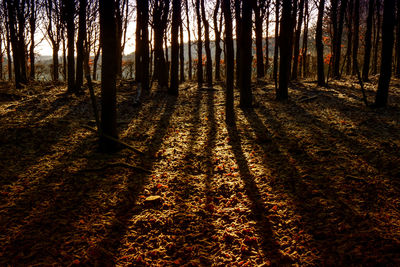 Trees in forest during autumn