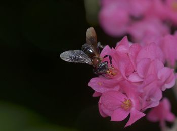 Close-up of insect on pink flower