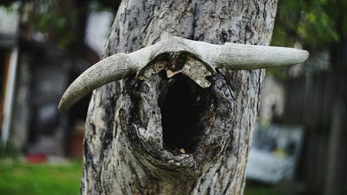 Close-up of tree trunk