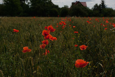 Close-up of red poppy flowers on field