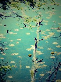 Bird flying over lake