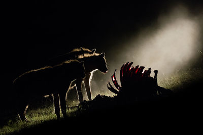Silhouette hyenas by animal carcass at night