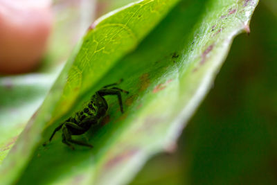 Close-up of insect on leaf