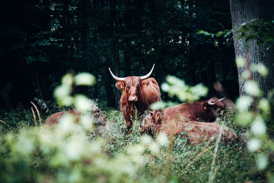 Cows relaxing on land