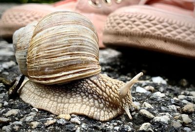 Close-up of snail on rock
