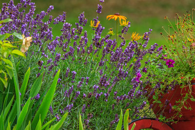 Close-up of insect on purple flowering plant