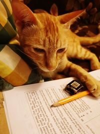 Cat holding book