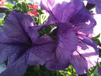 Close-up of purple flowers