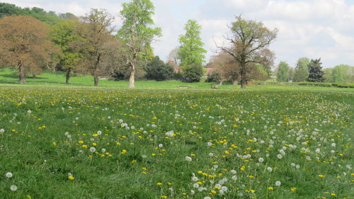 Scenic view of field against sky