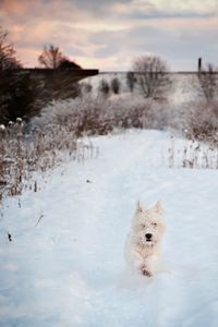 Dog on snow field against sky during winter