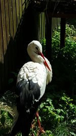 Close-up of bird perching outdoors