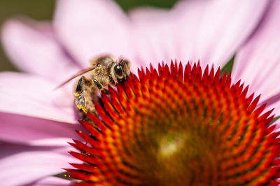 Close-up of bee pollinating on flower