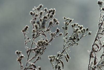 Low angle view of flowering plant against sky