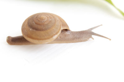 Close-up of snail on white background