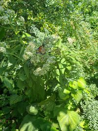 Close-up of butterfly pollinating on leaf