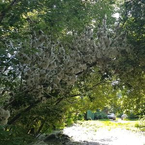 Trees growing in forest