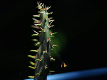 Close-up of plant against black background