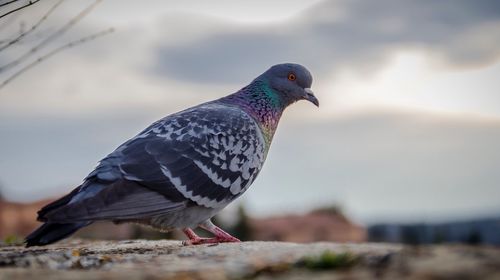 Close-up of pigeon perching