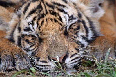 Close-up portrait of tiger cub sleeping