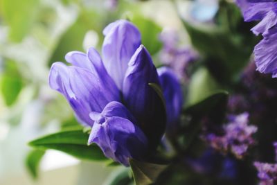 Close-up of purple flowering plant