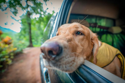 Close-up of dog looking away