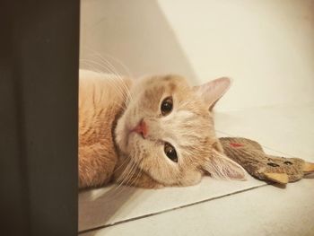 Close-up portrait of a cat