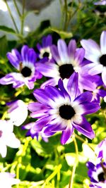 Close-up of purple flowering plants