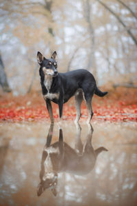 Dog running on field