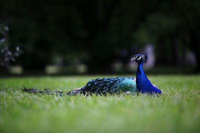 Close-up of peacock on grass