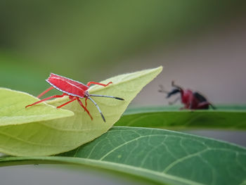 Close-up of insect on leaf