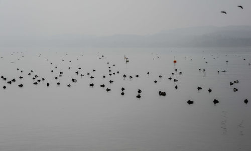 Flock of birds flying in the sky